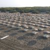 Spiaggia con file ordinate di ombrelloni beige e lettini su sabbia chiara.