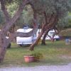 Camper parcheggiati tra alberi in un campeggio, con auto e piante nei dintorni.