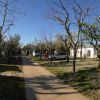 Una strada fiancheggiata da bungalow con alberi in fiore su entrambi i lati.