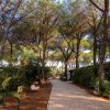 Sentiero in una pineta con panchine e cespugli verdi lungo i lati.